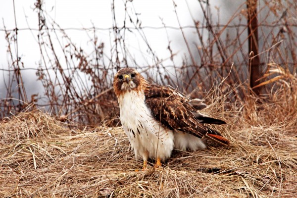 Red Tailed Hawk In The Field by Deb Oppermann